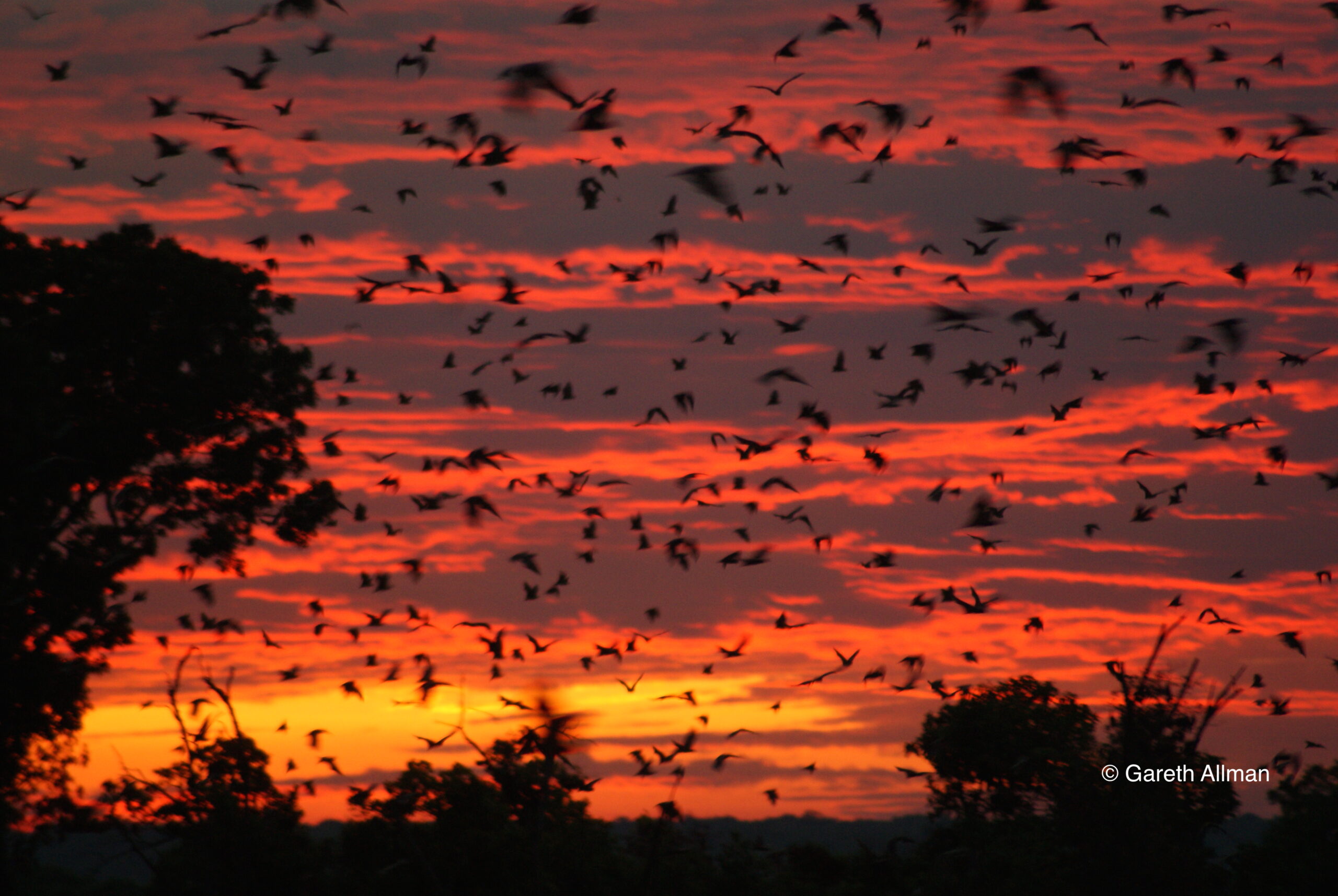 Bat Migration
